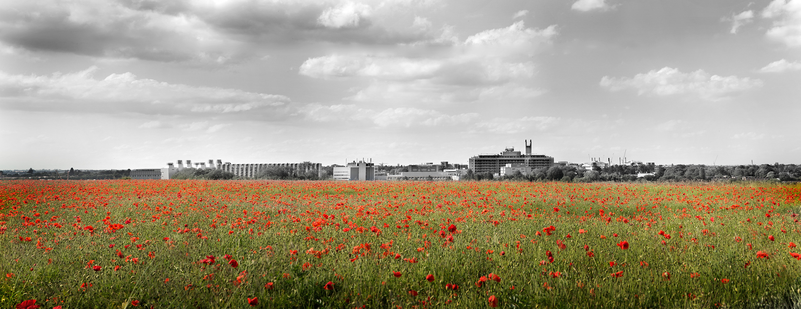 Red poppies in field with Addenbrooke&#039;s behind