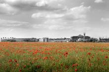 Red poppies in field with Addenbrooke&#039;s behind